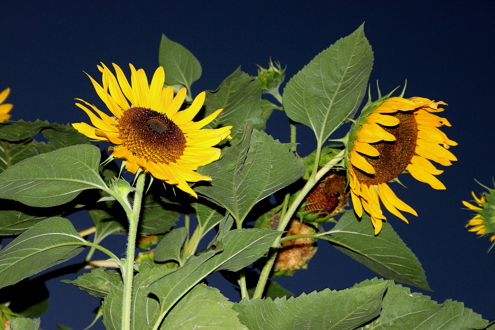 Sonnenblumen im abendlichen Licht