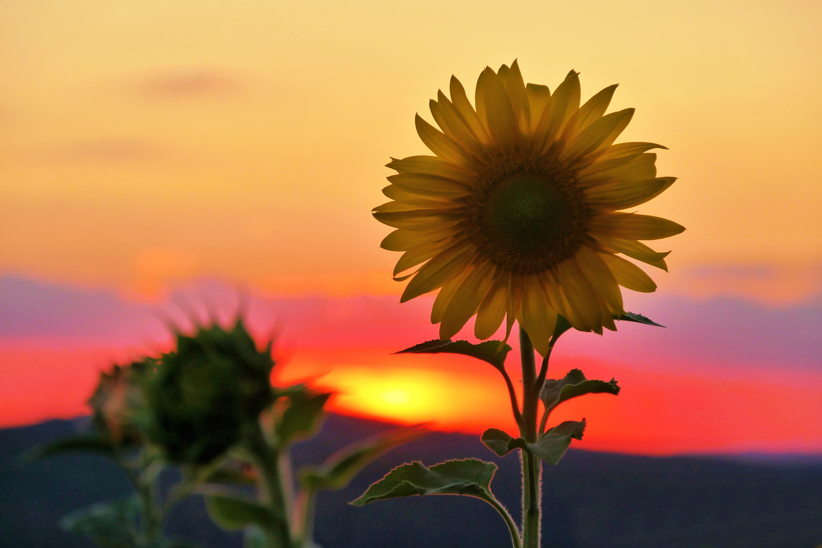 Sonnenblumen im Abendlicht....