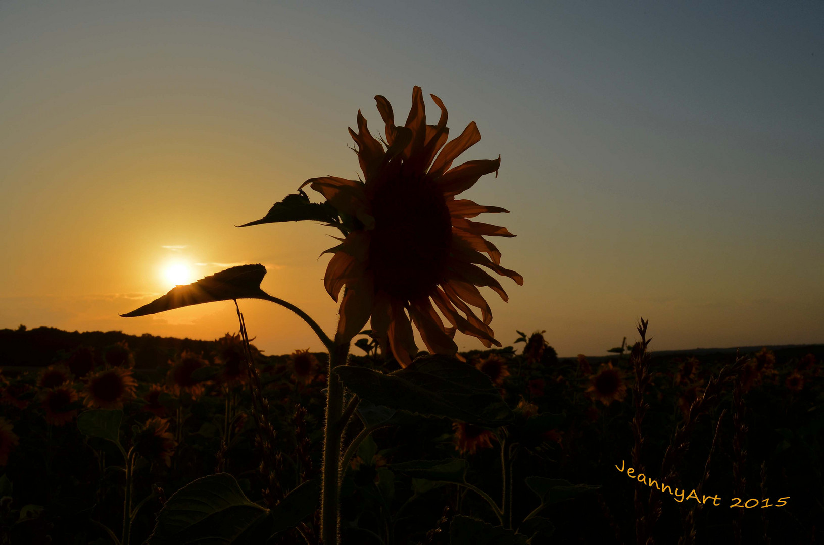 Sonnenblumen im Abendlicht