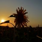 Sonnenblumen im Abendlicht