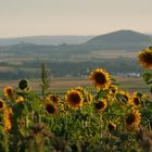 Sonnenblumen im Abendlicht....