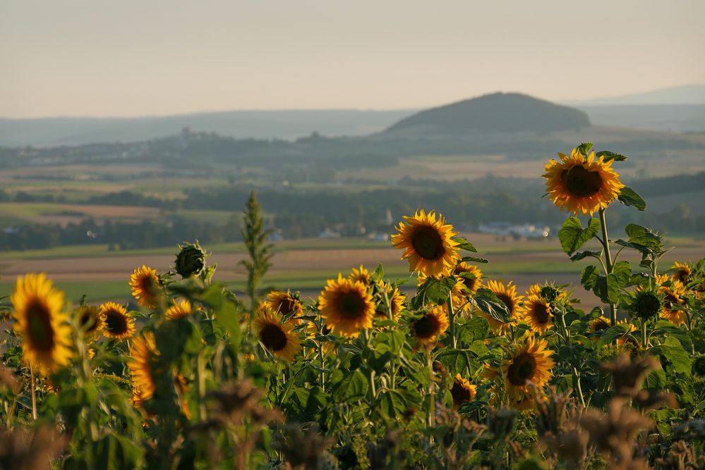 Sonnenblumen im Abendlicht....