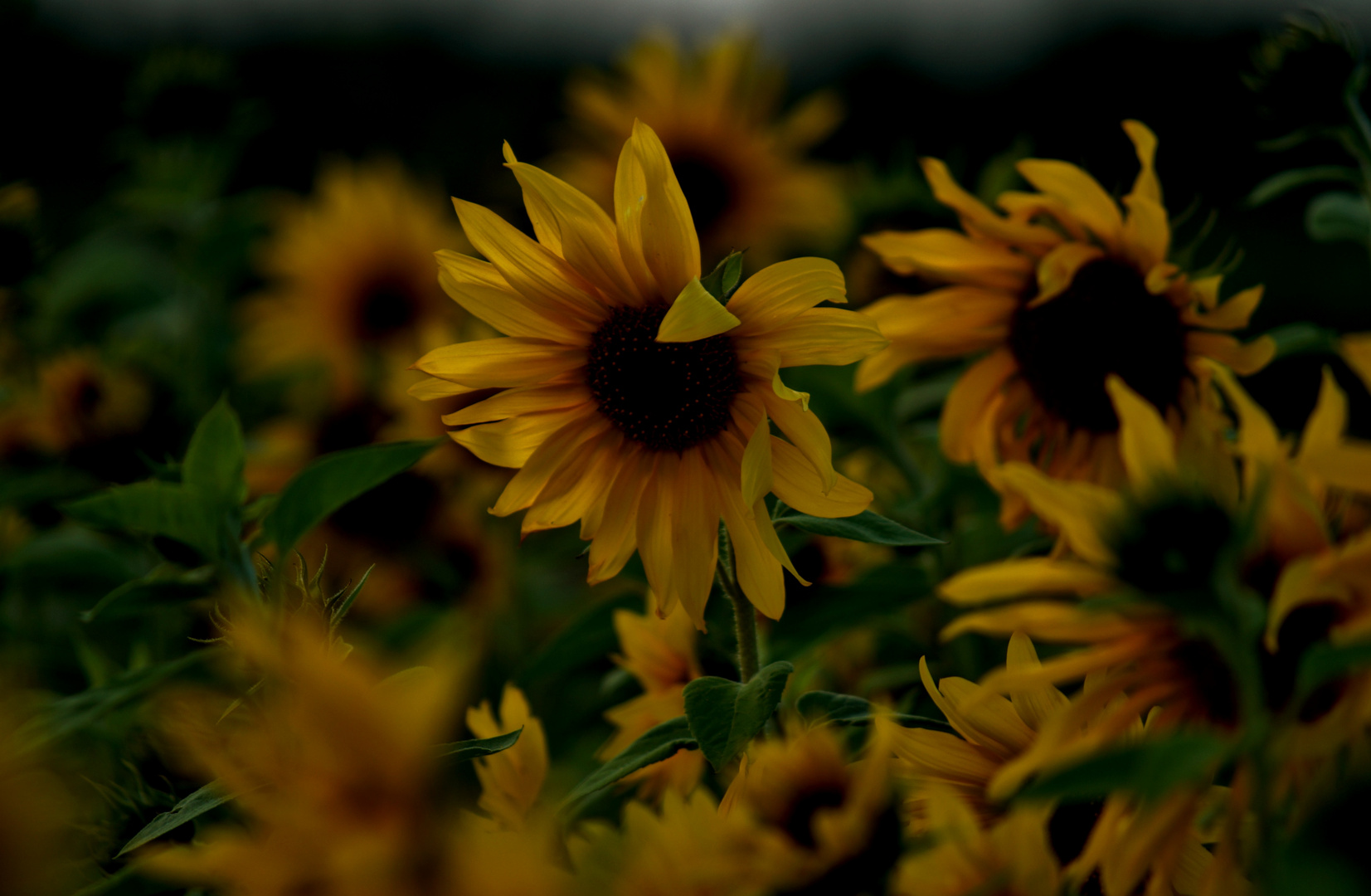 Sonnenblumen im Abendlicht 1