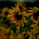 Sonnenblumen im Abendlicht 1