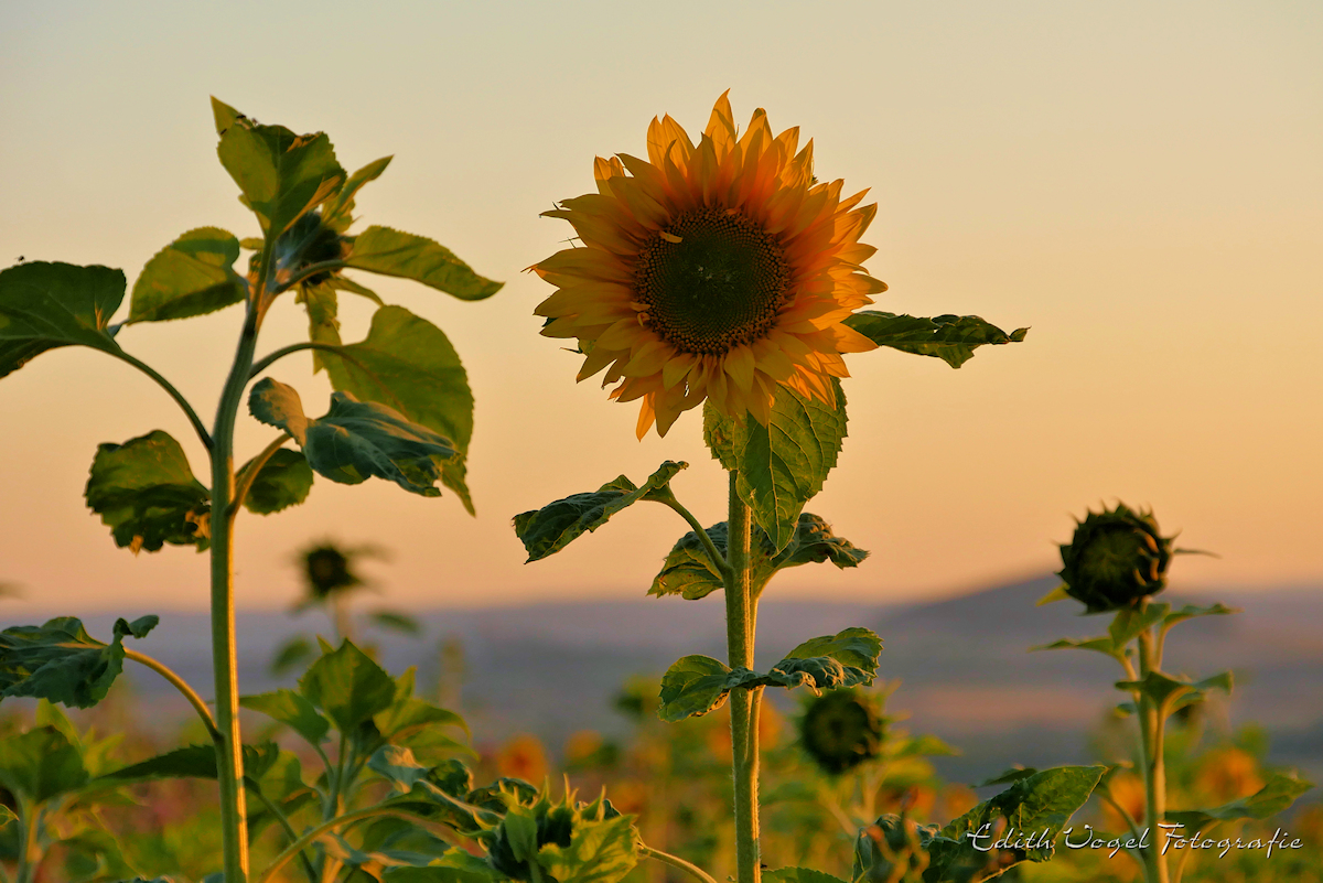 Sonnenblumen im Abendlicht....