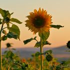 Sonnenblumen im Abendlicht....