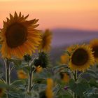 Sonnenblumen im Abendlicht....