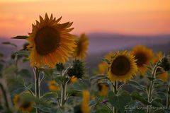 Sonnenblumen im Abendlicht....