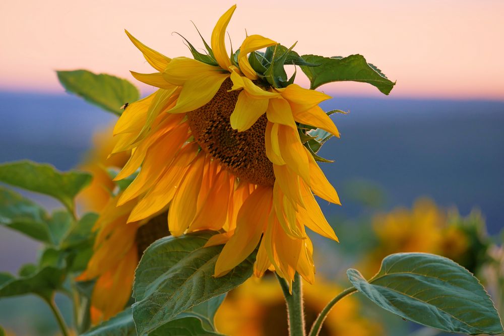 Sonnenblumen im Abendlicht....