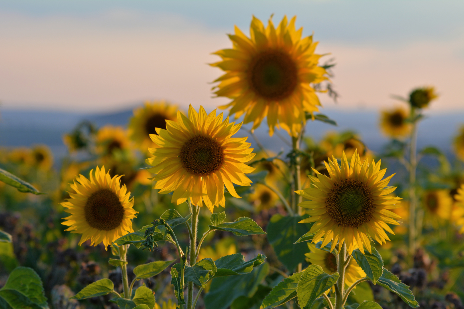 Sonnenblumen im Abendlicht....