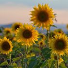 Sonnenblumen im Abendlicht....