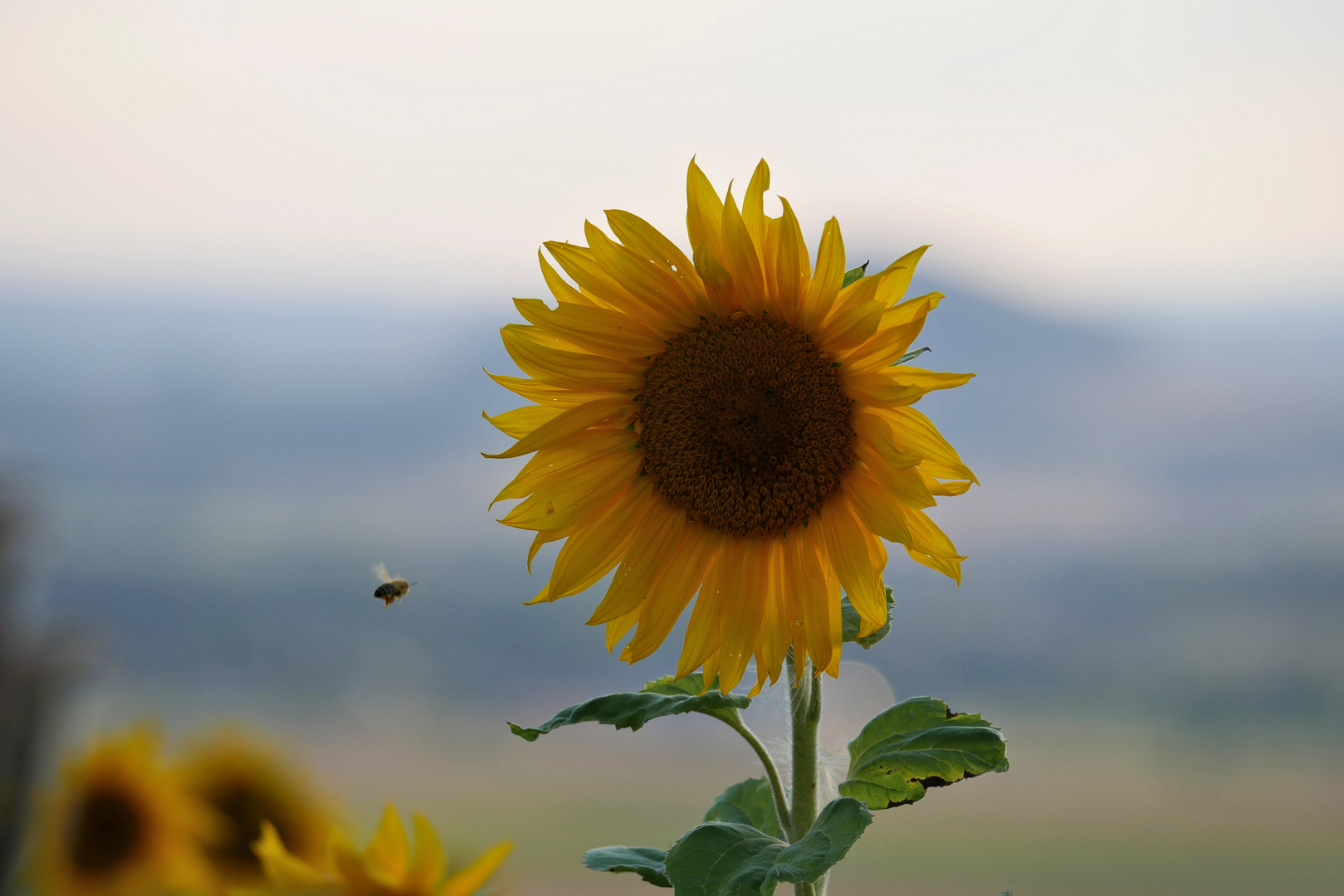 Sonnenblumen im Abendlicht....