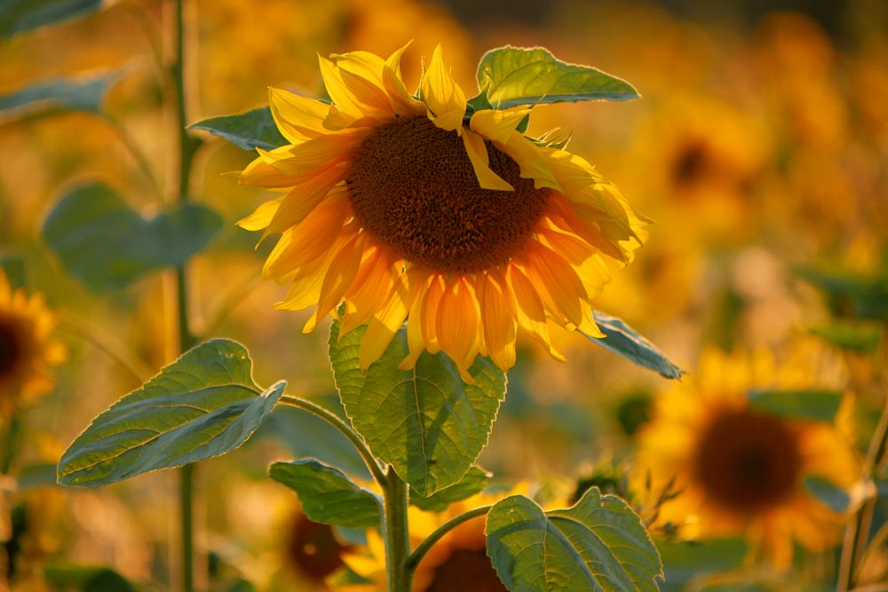 Sonnenblumen im Abendlicht....