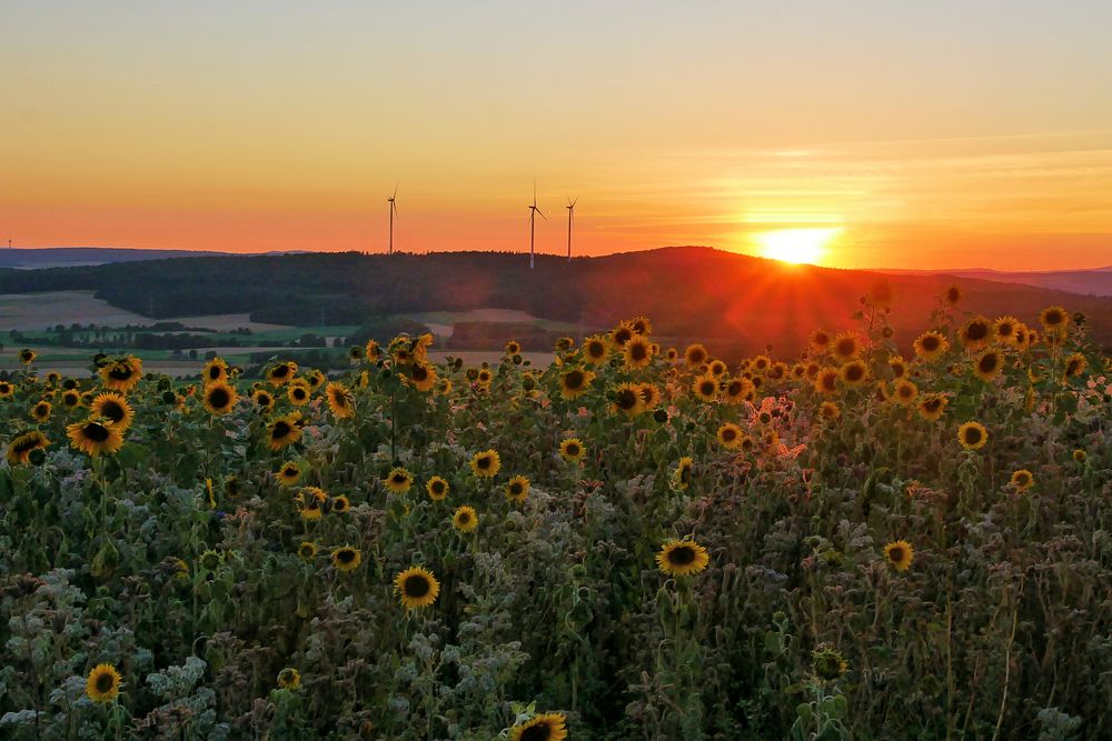 Sonnenblumen im Abendlicht....