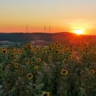 Sonnenblumen im Abendlicht....