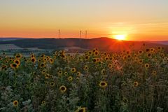 Sonnenblumen im Abendlicht....