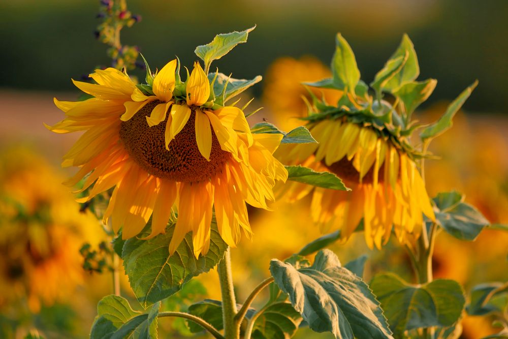 Sonnenblumen im Abendlicht....