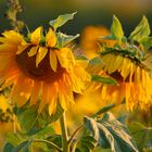 Sonnenblumen im Abendlicht....