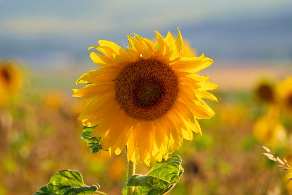 Sonnenblumen im Abendlicht....