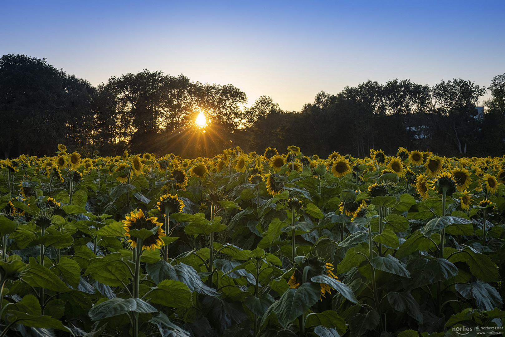 Sonnenblumen im Abendlicht