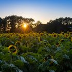 Sonnenblumen im Abendlicht