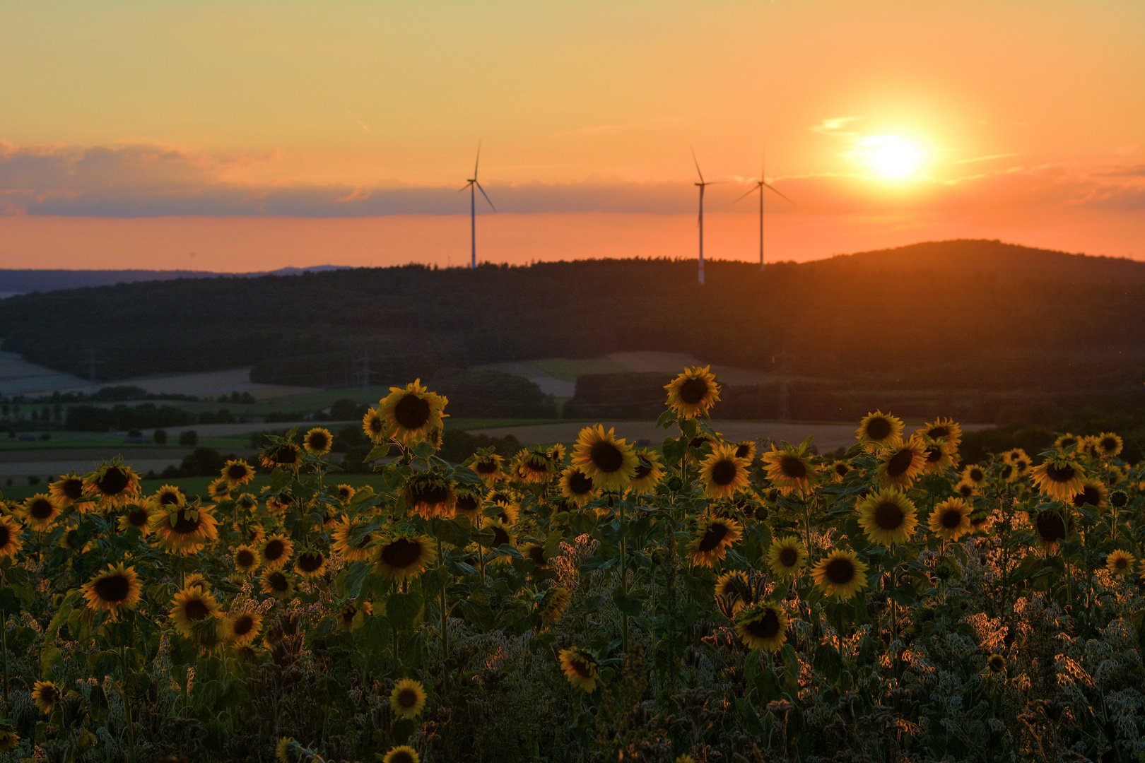 Sonnenblumen im Abendlicht....