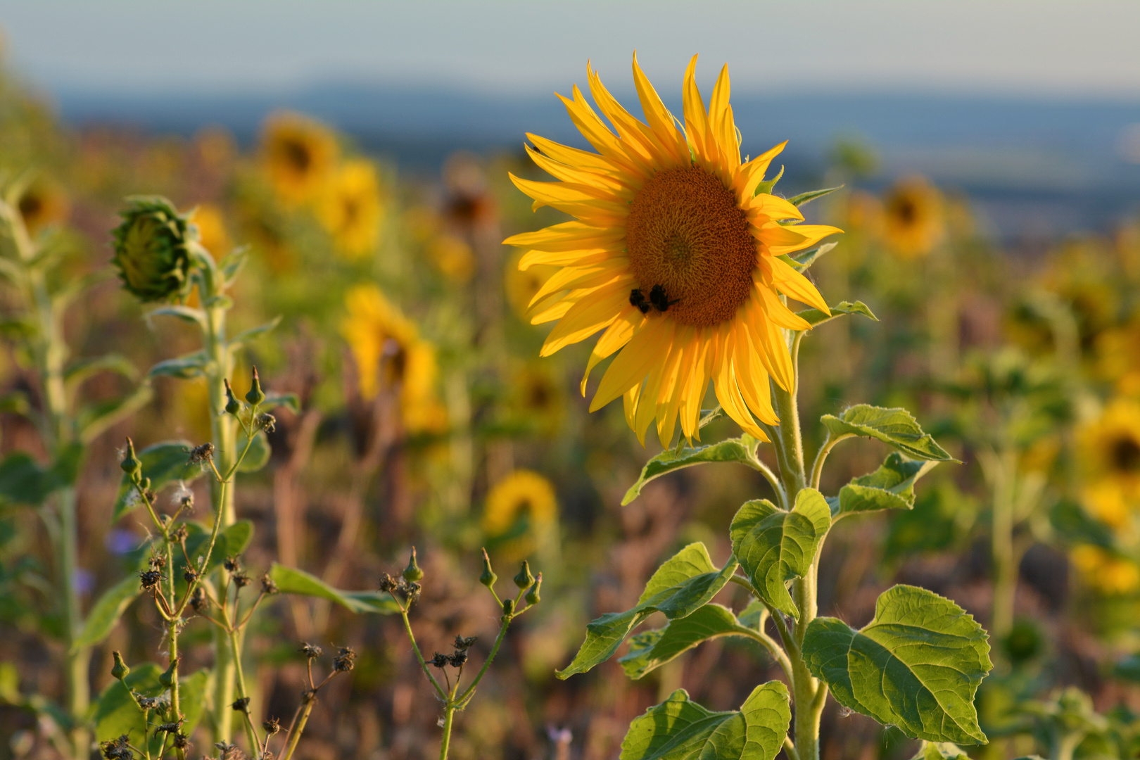 Sonnenblumen im Abendlicht....