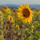 Sonnenblumen im Abendlicht....