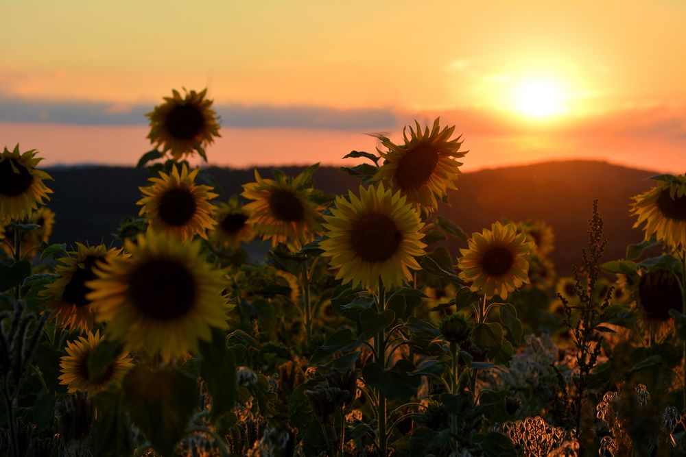 Sonnenblumen im Abendlicht....