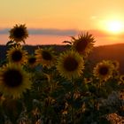 Sonnenblumen im Abendlicht....