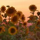 Sonnenblumen im Abendlicht....