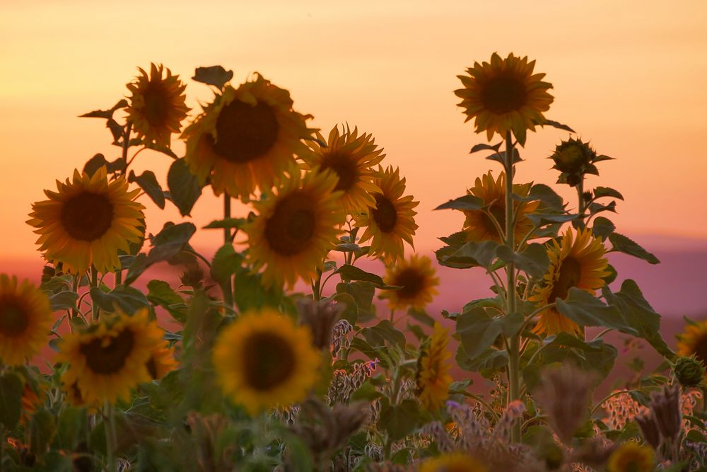 Sonnenblumen im Abendlicht....