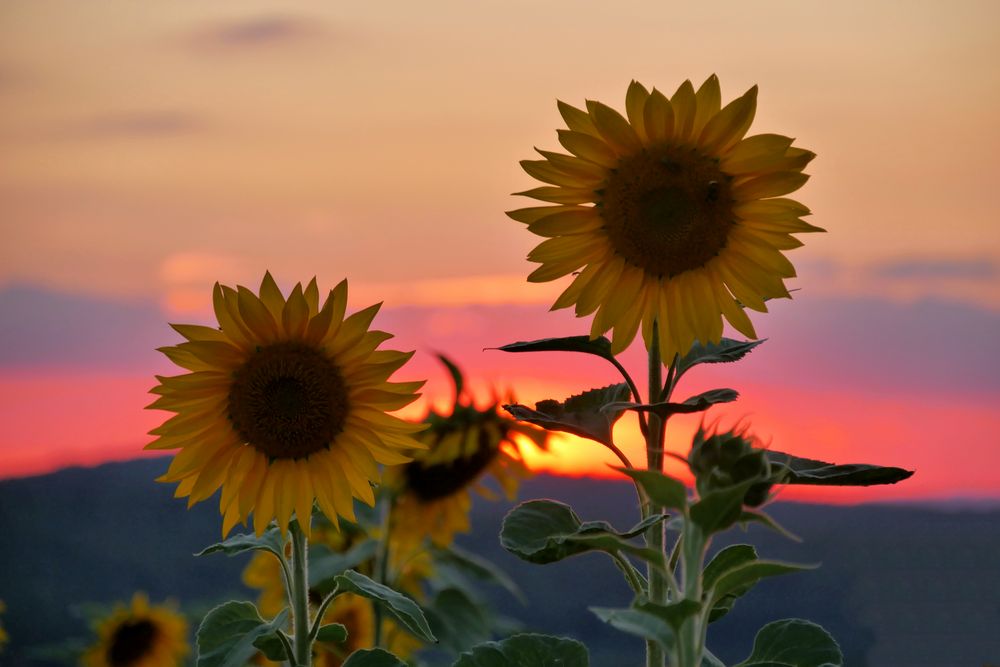 Sonnenblumen im Abendlicht....