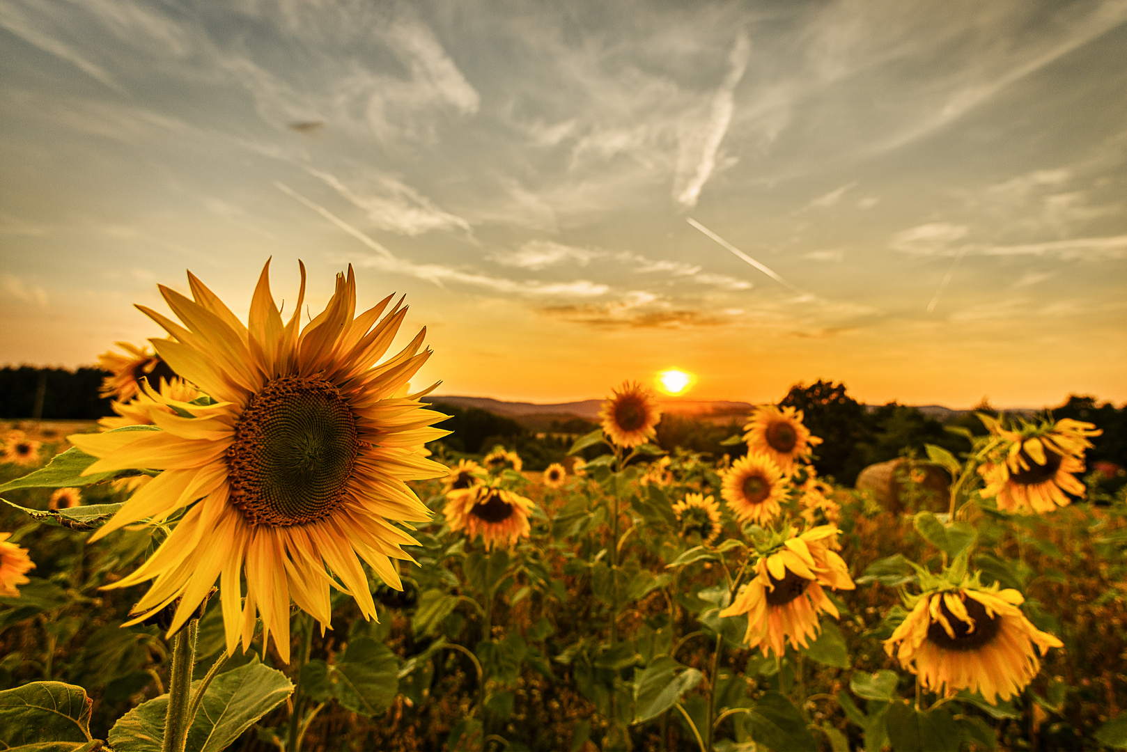 Sonnenblumen im Abendlicht