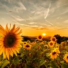 Sonnenblumen im Abendlicht