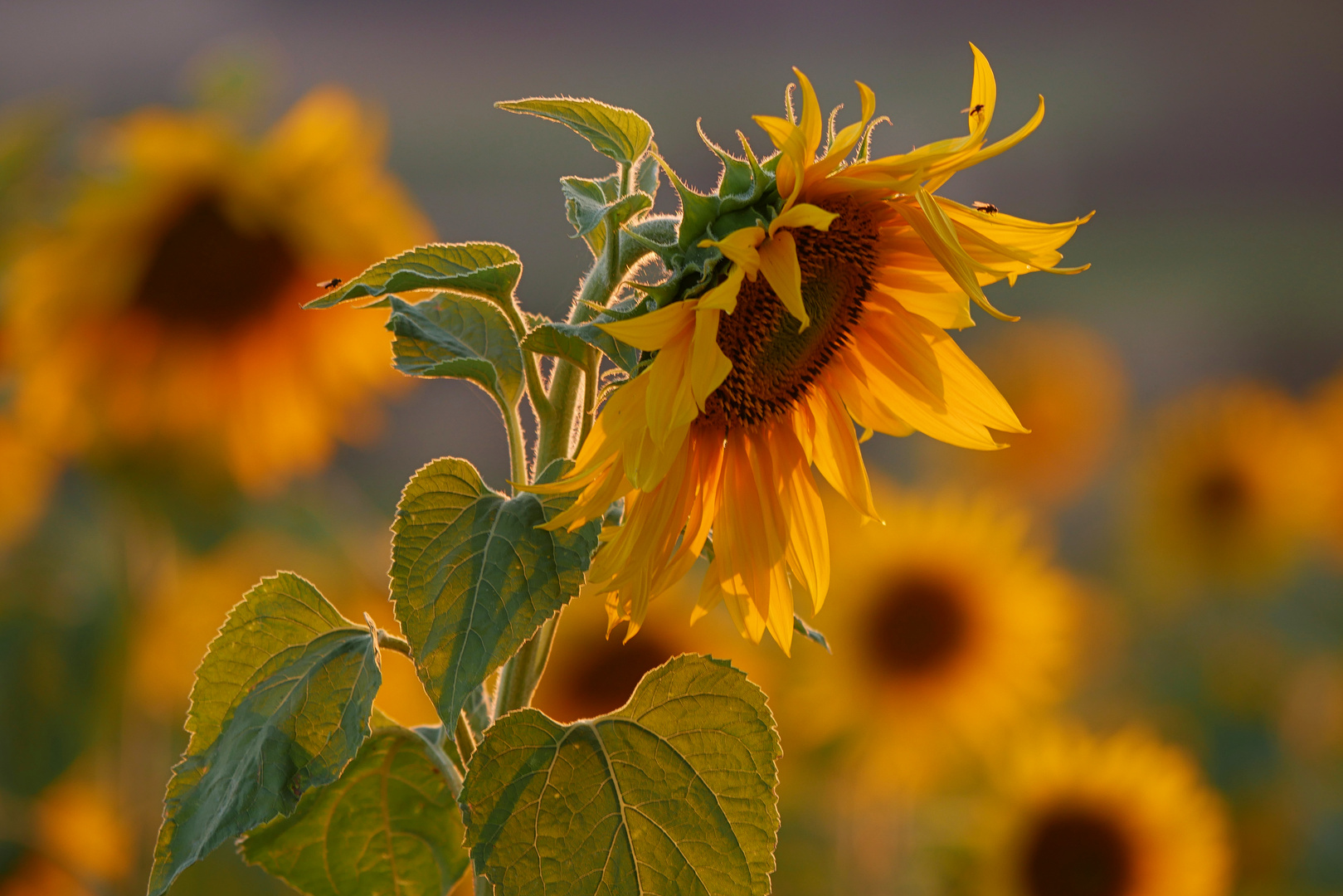 Sonnenblumen im Abendlicht....