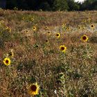 Sonnenblumen im Abendlicht