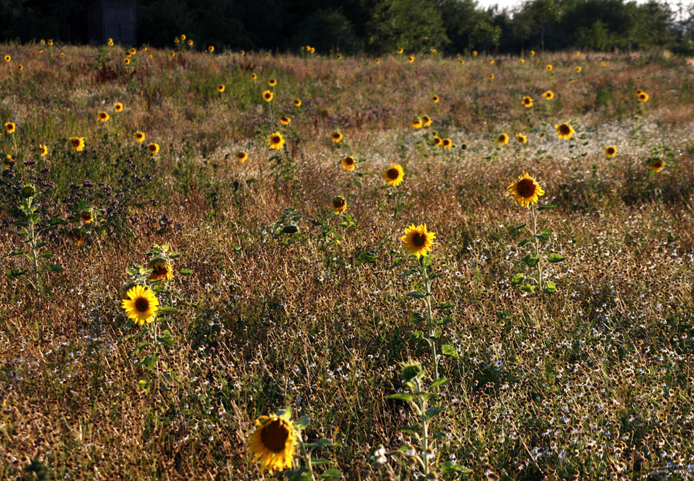 Sonnenblumen im Abendlicht