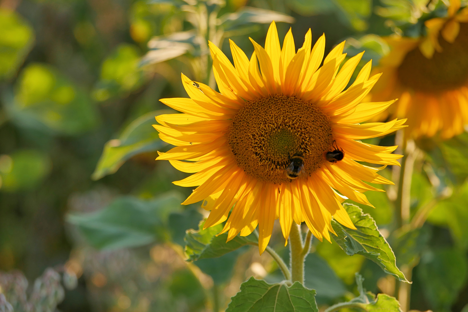 Sonnenblumen im Abendlicht....