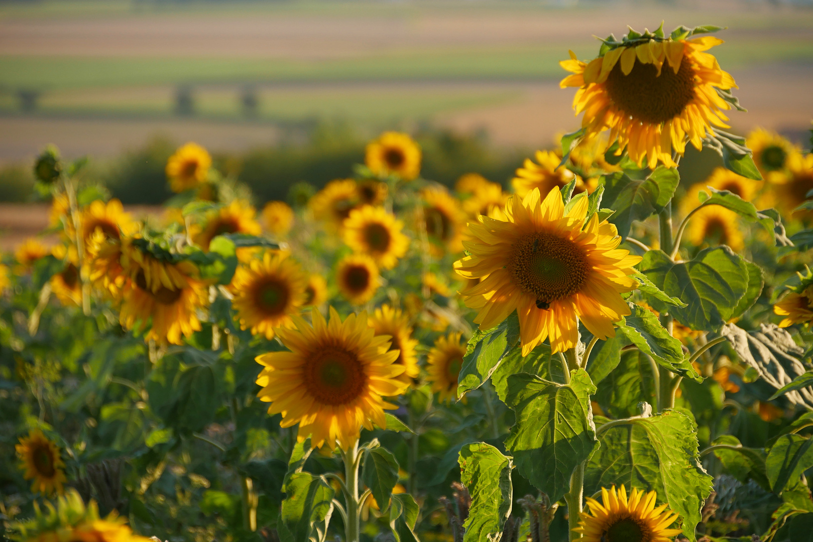 Sonnenblumen im Abendlicht....