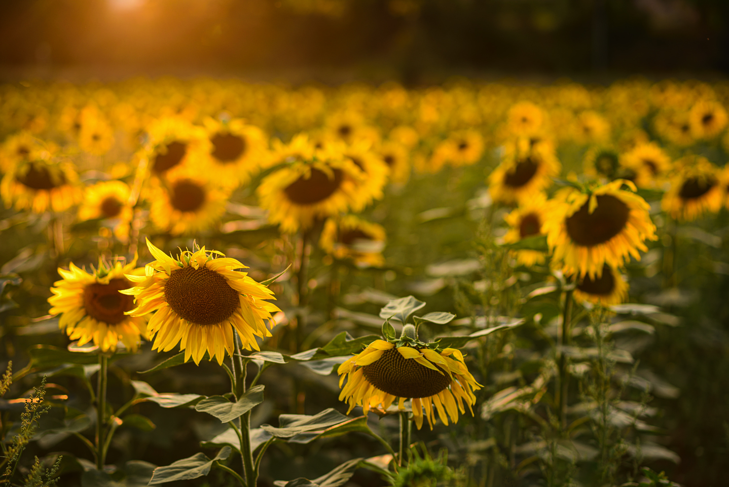 Sonnenblumen im Abendlicht