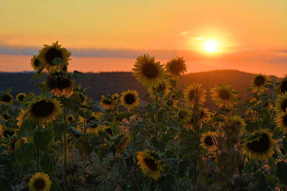 Sonnenblumen im Abendlicht....