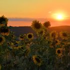 Sonnenblumen im Abendlicht....