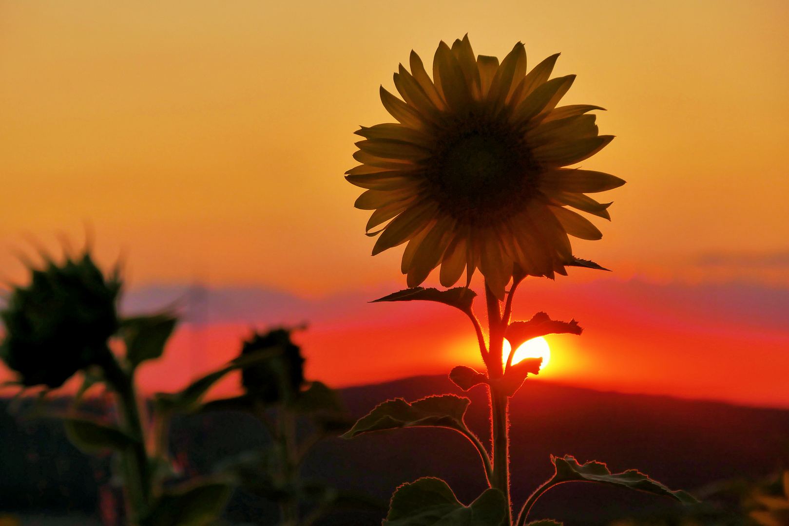 Sonnenblumen im Abendlicht....