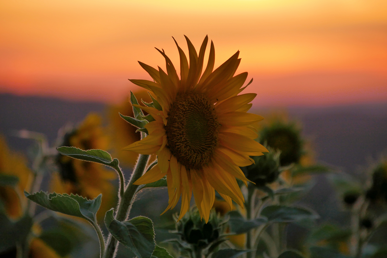 Sonnenblumen im Abendlicht....