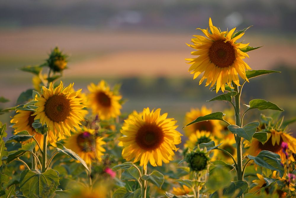 Sonnenblumen im Abendlicht....