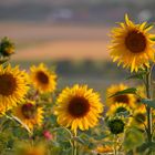 Sonnenblumen im Abendlicht....