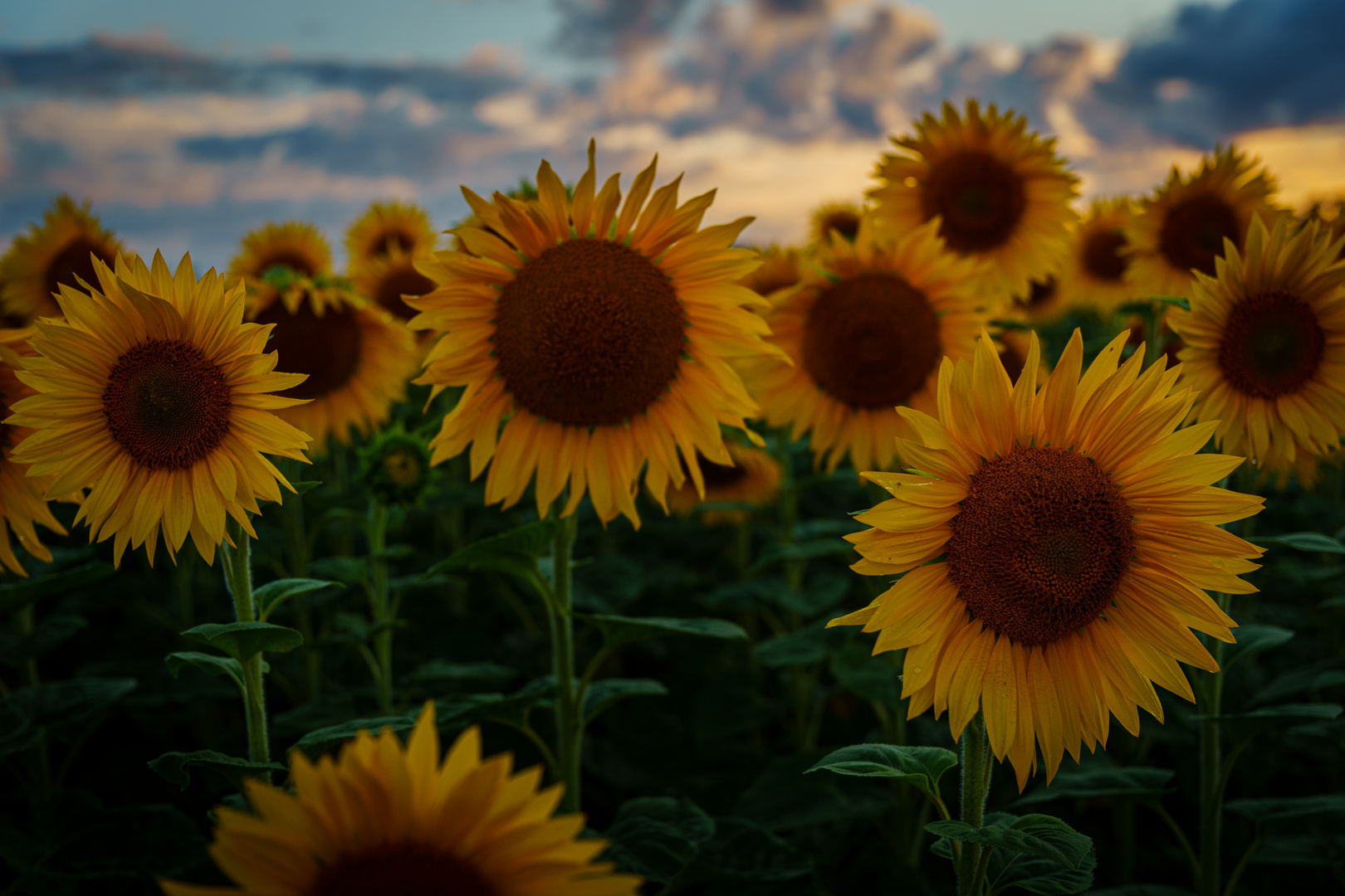 Sonnenblumen im Abendlicht