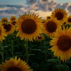 Sonnenblumen im Abendlicht