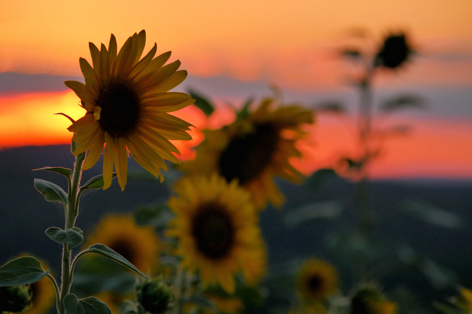 Sonnenblumen im Abendlicht....